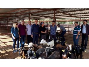 Genç çiftçilere 74 küçükbaş hayvan dağıtıldı
