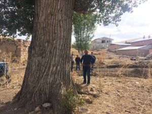 300 yıllık kavak ağacı görenleri şaşırtıyor