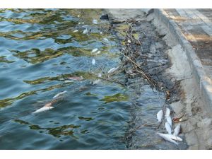Manavgat Titreyengöl’de balık ölümleri