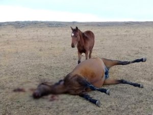 At Hırsızları, Kendileri ile Gelmek İstemeyen Atı Yavrusunun Önünde Vurdular