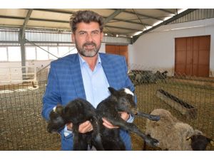 Ukrayna’dan getirdiği koyunlar yılda 8 yavru veriyor