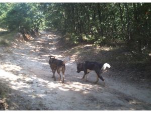 Silivri De Atlari Yiyen Kurt Degil Kopekmis