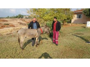 Eşekli muhtar eşeğini yeniledi