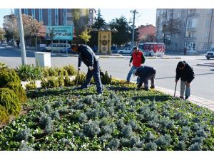 Aksaray Belediyesi kışlık çiçek ekiyor