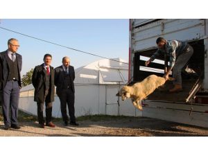Yalova’da 14 genç çiftçiye 518 koyun dağıtıldı