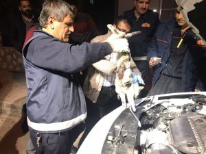 Motor kısmına sıkışan kedi uyutularak kurtarıldı