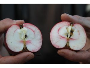 Ardahan’ın içi de dışı da kırmızı elması tescillenecek