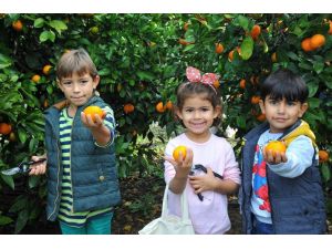 Mandalinanın ilk hasadı çocuklardan