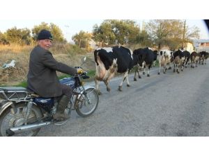 Burhaniye’de motosikletli inek çobanı