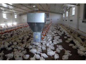 DÜ’den organik tavuk yatırımcılarına bilimsel eğitim