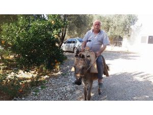 Eşekli muhtarın eşeği öldü