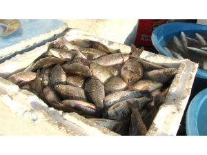 Dicle’de ‘istilacı’ İsrail sazanları balıkların neslini tüketiyor