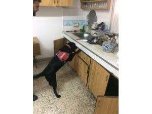 Eğitimli dedektör köpek ’Limit’ten kaçış yok