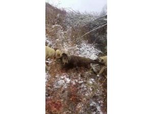 Sürüye saldıran yaban domuzunu kangal köpekleri telef etti