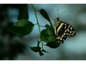 Doğal yaşam alanındaki kelebeklere ziyaretçi akını