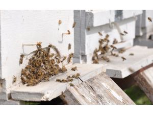 120 kovan arılarla birlikte çalındı