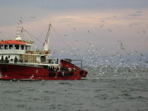 Türk tekneleri kaçan hamsinin peşine düştü