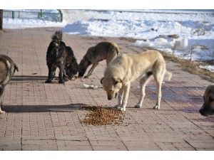 KAÜ İnovatif Gençlik Kulübü öğrencileri sokak köpeklerini doyurdu