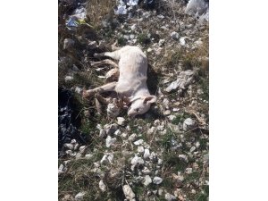 Karaman’da kedi ve köpek ölümleri