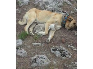 Kangal köpeğinden kuzuya şefkat