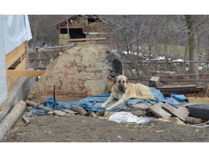 Kayıp 5 kişilik aileye ait çoban köpekleri, enkaz alanından ayrılmıyor