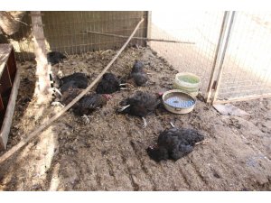 Tavuk çiftliğine dalan köpekler tavukları telef etti