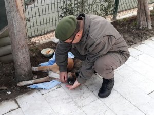 Yaralı köpeğe Jandarma şevkati