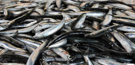 Karadeniz'de balık stoğu düşüyor