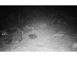 Karaman’da bozayı ile 3 aylık yavrusunu fotokapan görüntüledi
