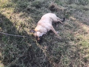 Av tüfeğiyle köpek öldüren kişiye bin 255 lira para cezası