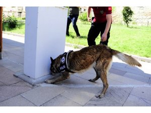 Uşak’ta narkotik detektör köpekler uyuşturucuya göz açtırmıyor