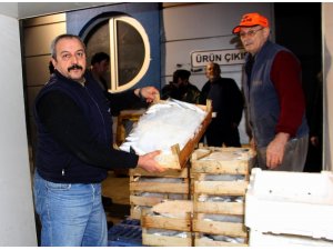 Samsun’dan Türkiye’nin dört bir yanına balık gönderiliyor