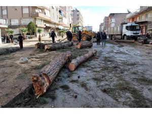 Salihli’de çürüme nedeniyle tehlike oluşturan ağaçlar kesildi