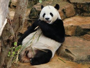 Malezya’daki 'diplomat pandalar'ın yavrusu oldu