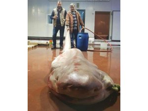 Antalya’da balıkçıların ağına canavar takıldı