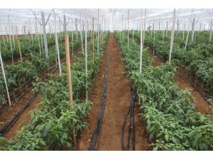 Çanakkale’de ilk kez ’jeotermal sera’da 4 mevsim sebzeler üretiliyor