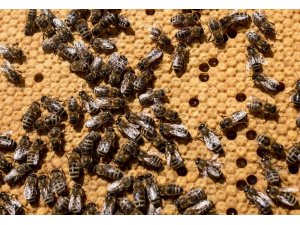ABD’de yarım milyon arının ölümüne yol açan çocuklara gözaltı