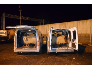 Diyarbakır’da hayvan hırsızları yakalandı