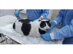 18 kiloluk kedi görenleri hayrete düşürüyor
