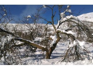 Aşırı kar yağışı kayısı ağaçlarının dallarını kırdı