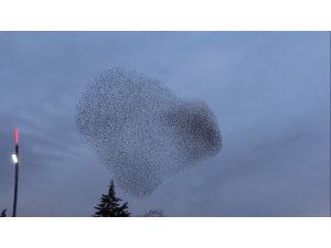 Uşak’ta sığırcık kuşlarından gökyüzü gösterisi