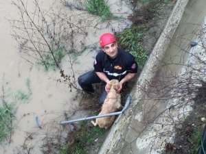 Dereye düşen köpeği itfaiye ekipleri kurtardı
