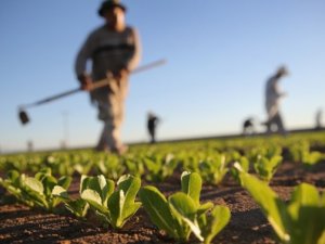 Organik gıda ihracatı yüzde 17 arttı