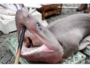 Lüleburgaz’da camgöz köpek balığı görenleri şaşırttı