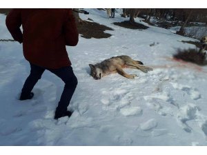 Ağrı’da köye inen kurt köpekler tarafından parçalandı