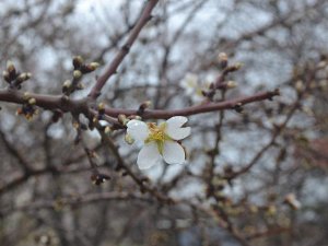 Edirne'de meyve ağaçları çiçek açtı