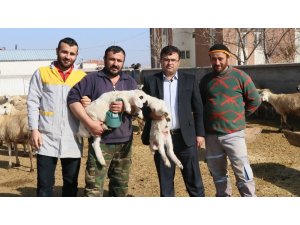 Damızlık Koyun Keçi Yetiştiricileri Birliğinden yerli hayvanlara destek talebi