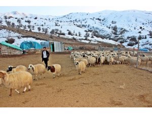 Erzincan’da bir yılda 150 bin’den fazla hayvan satıldı