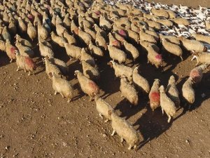 300 koyun projesi'nde başvurular başladı