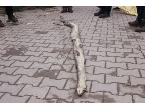 Tekirdağ’da dev yılan paniği